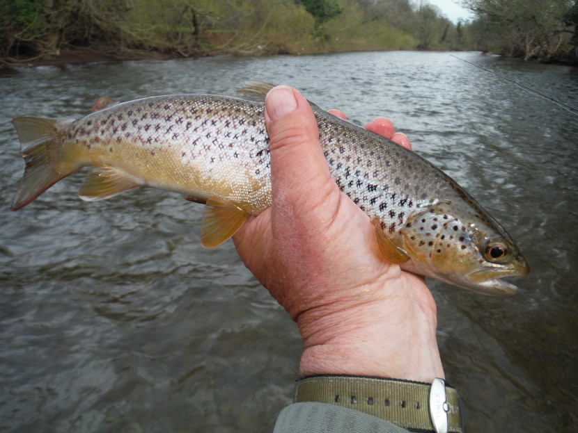 Abercynrig trout
